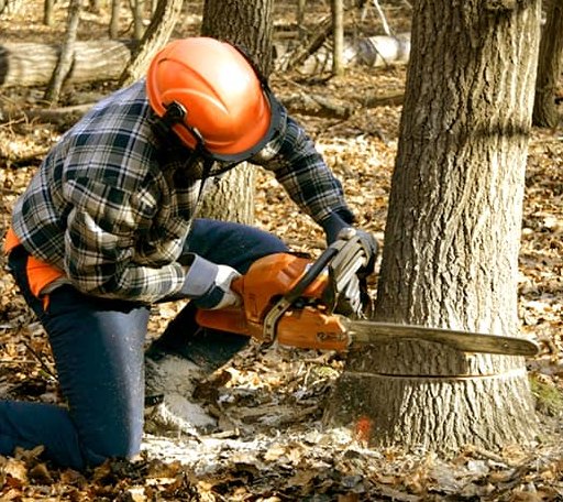 Tree Removal in Halls, TN